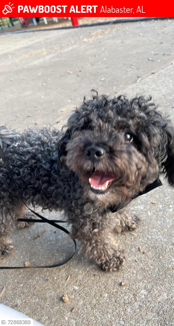 Lost Male Dog last seen Near Colonial Promenade Pkwy Alabaster, AL  35007 Estados Unidos, Alabaster, AL 35007