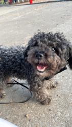 Lost Male Dog last seen Near Colonial Promenade Pkwy Alabaster, AL  35007 Estados Unidos, Alabaster, AL 35007