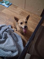 Found/Stray Female Dog last seen Near , Tomball, TX 77375