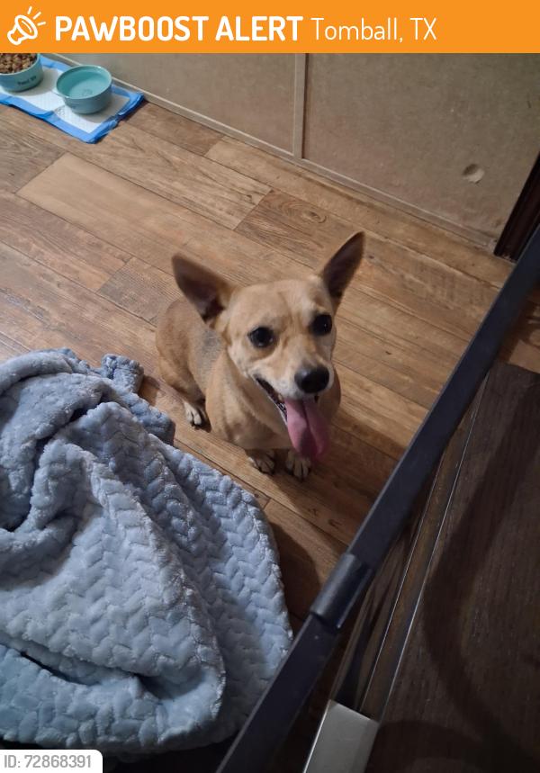 Found/Stray Female Dog last seen Near , Tomball, TX 77375