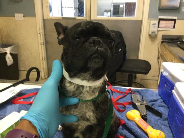 Shelter Stray Female Dog last seen Near BLOCK ANDERSON AVE, RIVERSIDE CA 92507, Jurupa Valley, CA 92509
