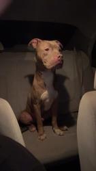 Reunited Male Dog last seen Near ray st , Anderson, SC 29624