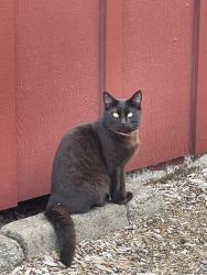 Found/Stray Male Cat last seen 13th and Hines , Salem, OR 97302