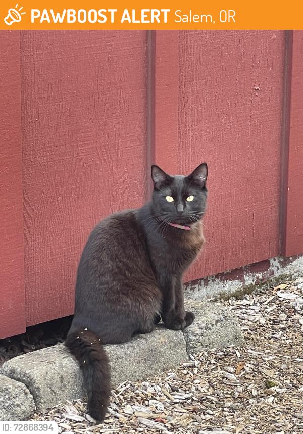 Found/Stray Male Cat last seen 13th and Hines , Salem, OR 97302