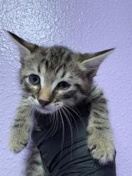 Shelter Stray Male Cat last seen El Paso, TX 79915, Fort Bliss, TX 79906