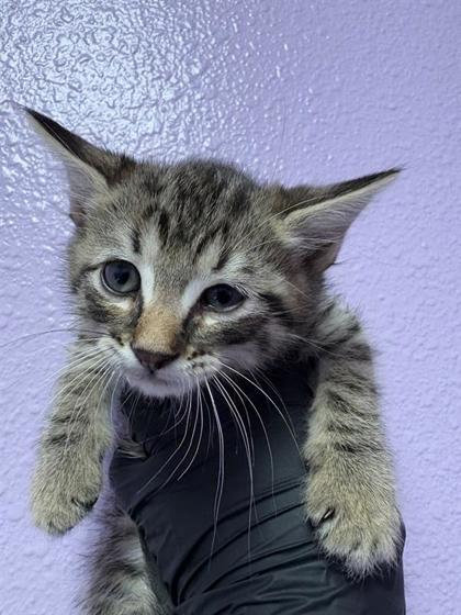 Shelter Stray Male Cat last seen El Paso, TX 79915, Fort Bliss, TX 79906