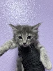 Shelter Stray Female Cat last seen El Paso, TX 79915, Fort Bliss, TX 79906