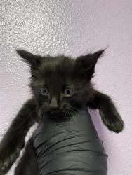 Shelter Stray Male Cat last seen El Paso, TX 79915, Fort Bliss, TX 79906