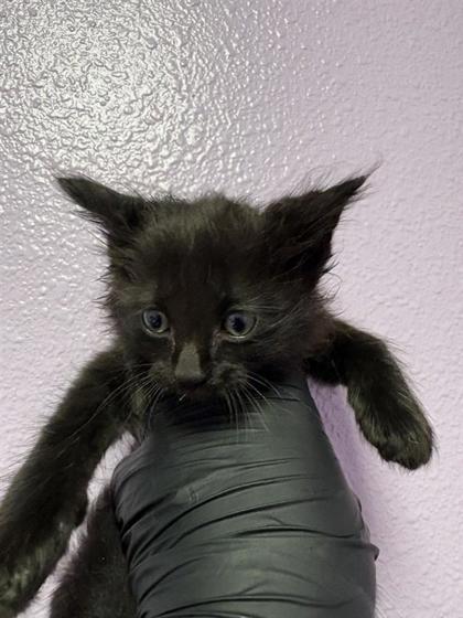 Shelter Stray Male Cat last seen El Paso, TX 79915, Fort Bliss, TX 79906