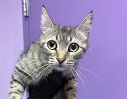 Shelter Stray Female Cat last seen El Paso, TX 79915, Fort Bliss, TX 79906