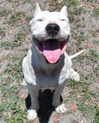 Shelter Stray Female Dog last seen Homosassa Springs, FL 34446, Inverness, FL 34450