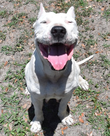 Shelter Stray Female Dog last seen Homosassa Springs, FL 34446, Inverness, FL 34450