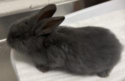 Shelter Stray Female Rabbit last seen Oakland, CA 94603, Oakland, CA 94601