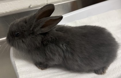 Shelter Stray Female Rabbit last seen Oakland, CA 94603, Oakland, CA 94601