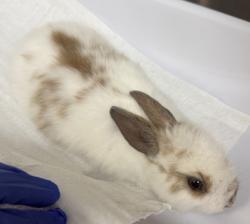 Shelter Stray Male Rabbit last seen Oakland, CA 94603, Oakland, CA 94601