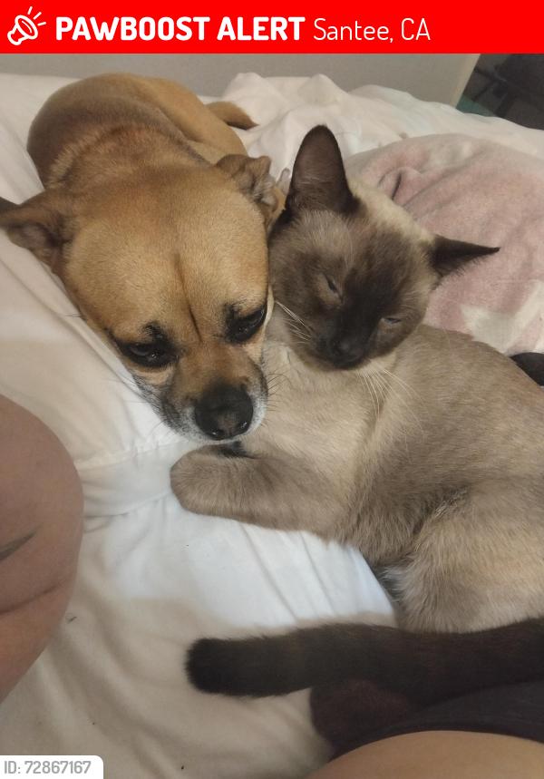 Lost Male Cat last seen Rockville st. Magnolia and Woodside , Santee, CA 92071