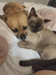 Lost Male Cat last seen Rockville st. Magnolia and Woodside , Santee, CA 92071