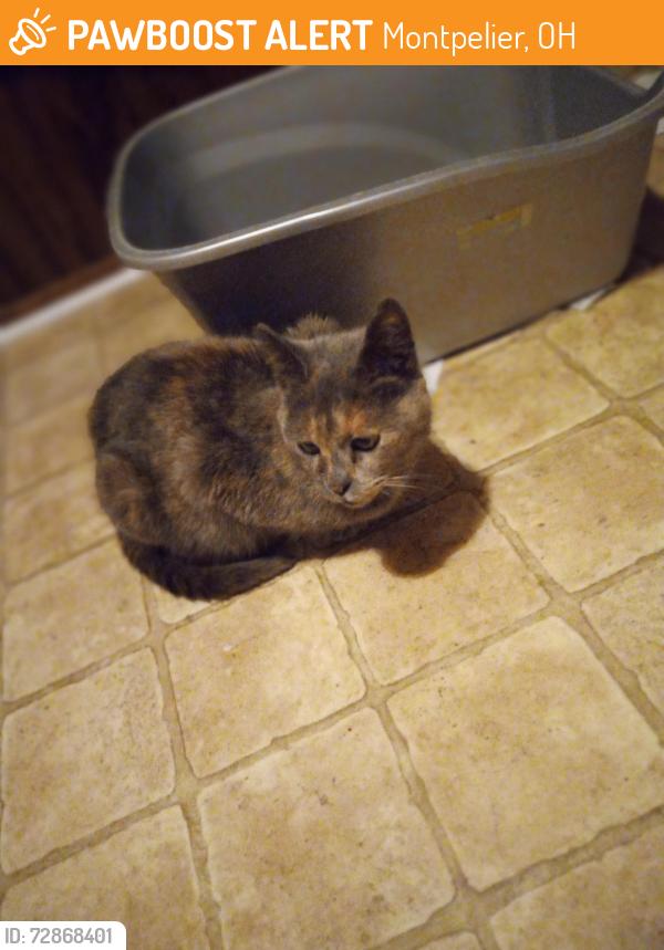 Found/Stray Female Cat last seen Platt at E. Wayne St., Montpelier OH, Montpelier, OH 43543