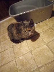 Found/Stray Female Cat last seen Platt at E. Wayne St., Montpelier OH, Montpelier, OH 43543