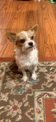 Reunited Male Dog last seen Hamillcrest Dr, Houston, TX 77014