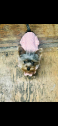 Lost Female Dog last seen Orange St , Santa Ana, CA 92701
