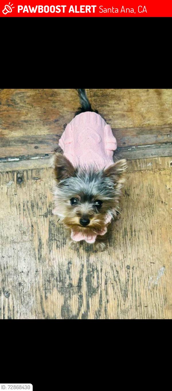Lost Female Dog last seen Orange St , Santa Ana, CA 92701