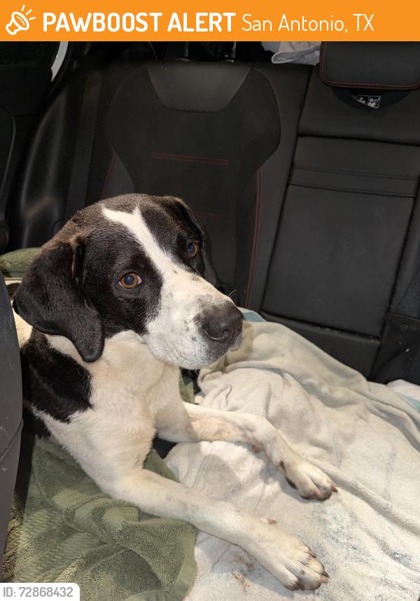 Found/Stray Female Dog last seen Foster , San Antonio, TX 78244