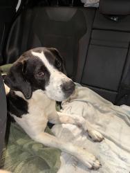 Found/Stray Female Dog last seen Foster , San Antonio, TX 78244