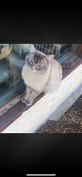 Lost Male Cat last seen 50st millwoods and millwoods road pollard meadows school, Edmonton, AB T6L