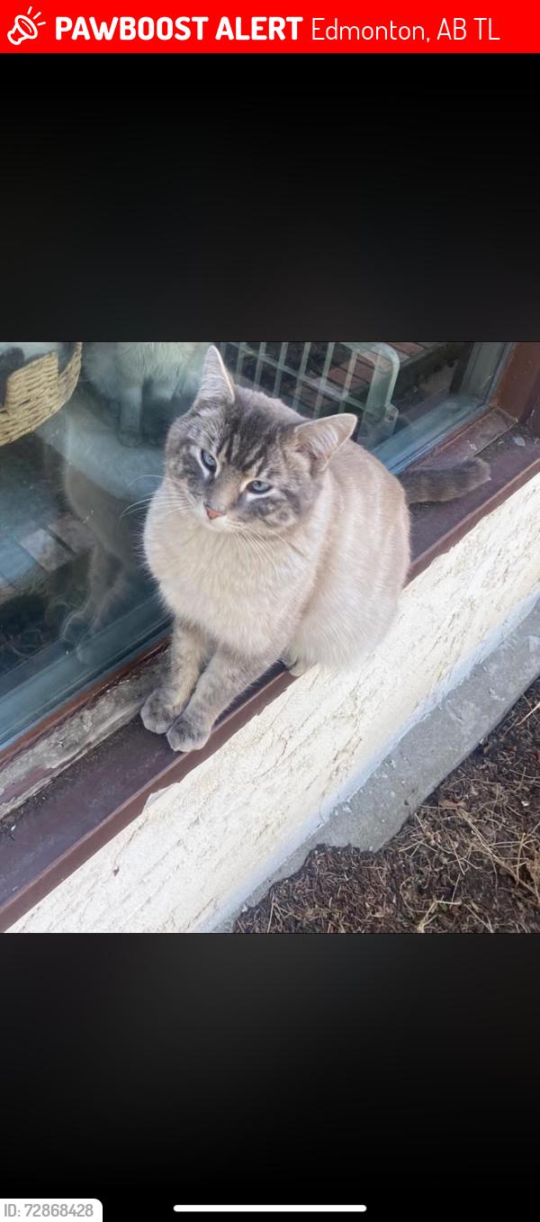 Lost Male Cat last seen 50st millwoods and millwoods road pollard meadows school, Edmonton, AB T6L