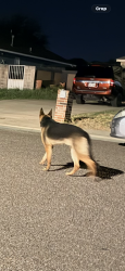 Found/Stray Unknown Dog last seen Emory loop & brewster dr , Laredo, TX 78043