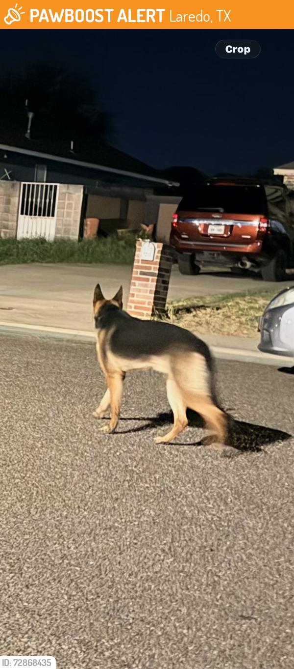 Found/Stray Unknown Dog last seen Emory loop & brewster dr , Laredo, TX 78043