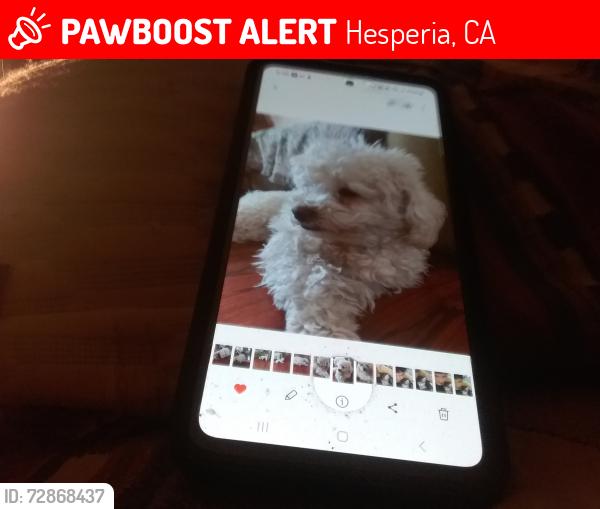Lost Female Dog last seen DANBURY AVE NEAR KWIK LIQUOR STORE , Hesperia, CA 92345