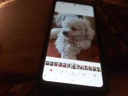 Lost Female Dog last seen DANBURY AVE NEAR KWIK LIQUOR STORE , Hesperia, CA 92345