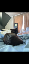 Lost Male Cat last seen Blue bus, Cameron, WI 54822