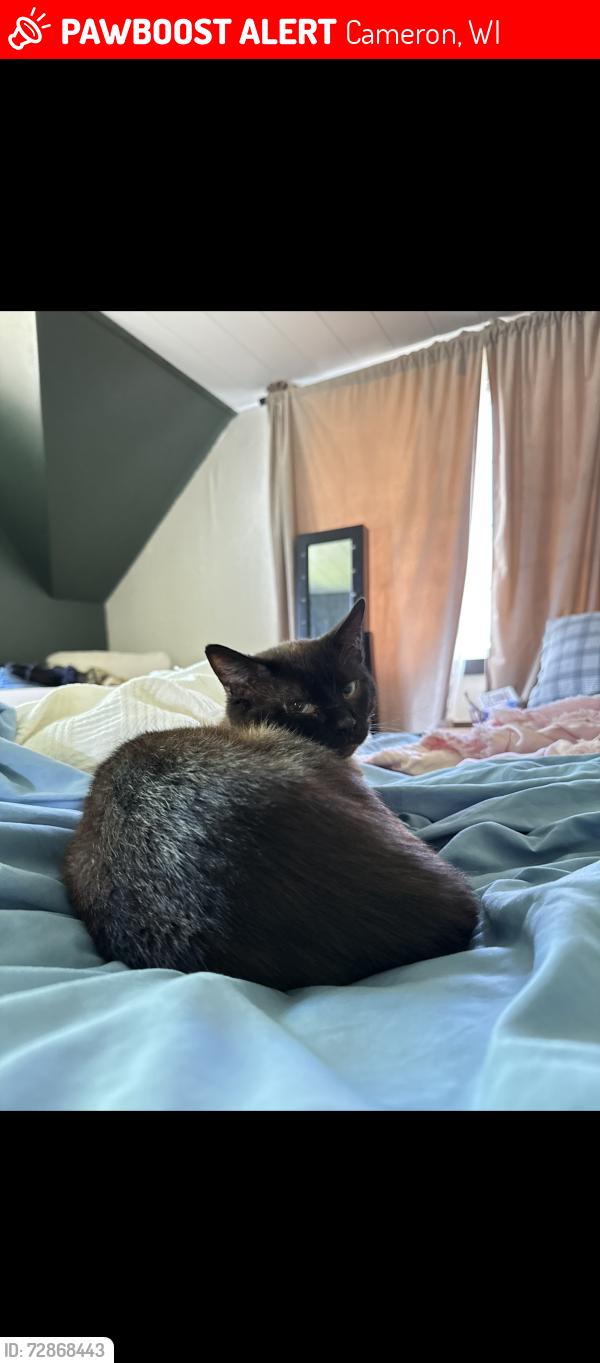 Lost Male Cat last seen Blue bus, Cameron, WI 54822