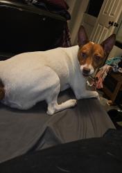 Lost Female Dog last seen Puritan and Linwood , Detroit, MI 48238