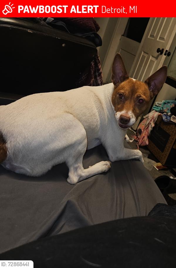 Lost Female Dog last seen Puritan and Linwood , Detroit, MI 48238