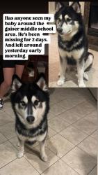 Reunited Male Dog last seen Gaiser middle school, Vancouver, WA 98686