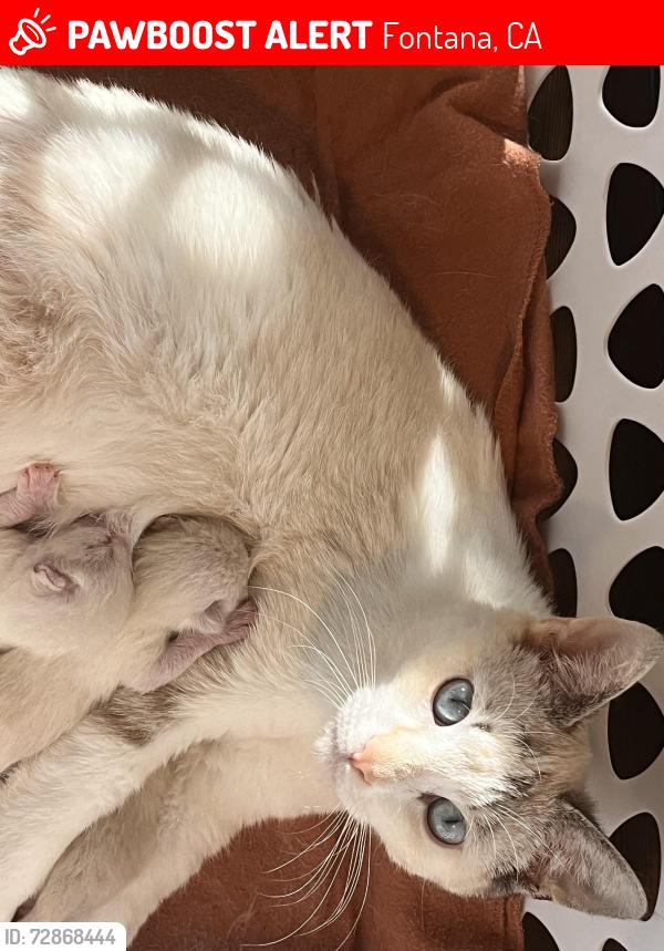 Lost Female Cat last seen Mountain high  , Fontana, CA 92337