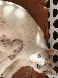 Lost Female Cat last seen Mountain high  , Fontana, CA 92337