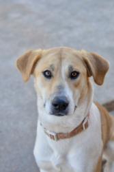 Lost Female Dog last seen Barrett road, Barrett Rd, GA 30596