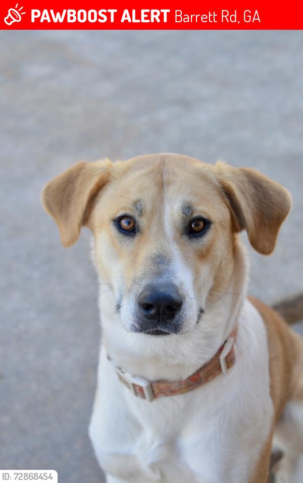 Lost Female Dog last seen Barrett road, Barrett Rd, GA 30596