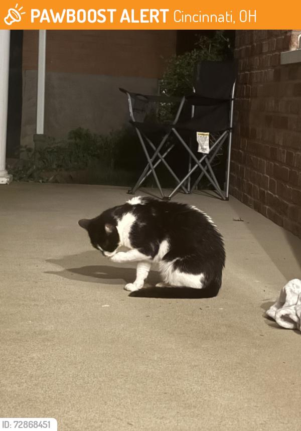 Found/Stray Unknown Cat last seen Plantation Way, stop sign, Cincinnati, OH 45224