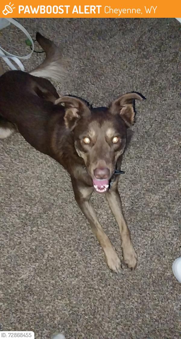 Found/Stray Male Dog last seen Sunnyside self storage , Cheyenne, WY 82001