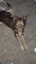 Found/Stray Male Dog last seen Sunnyside self storage , Cheyenne, WY 82001