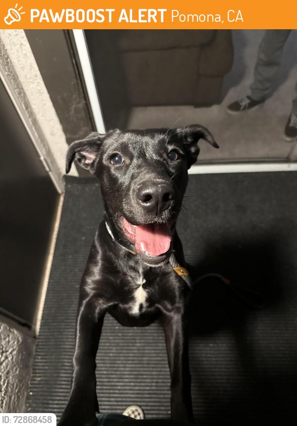 Found/Stray Female Dog last seen Diamond bar blvd and Temple, Pomona, CA 91766