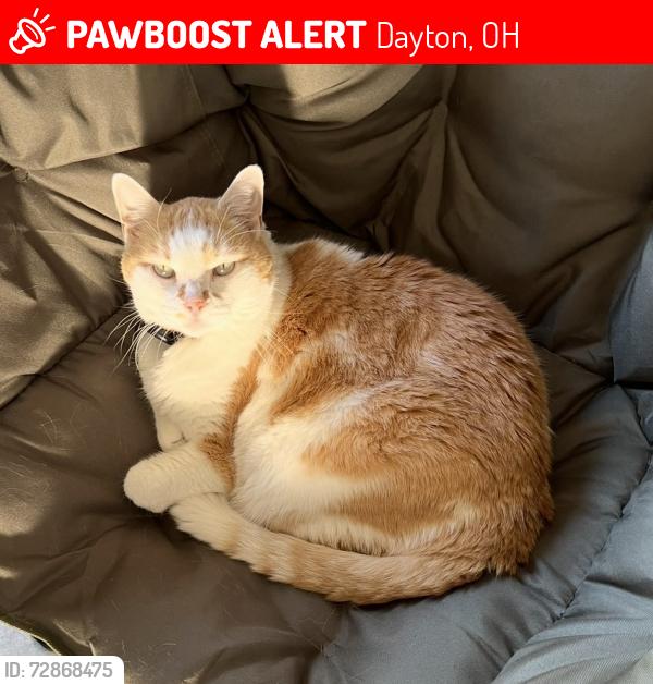 Lost Male Cat last seen NCR Country Club, Dayton, OH 45429