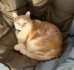 Lost Male Cat last seen NCR Country Club, Dayton, OH 45429