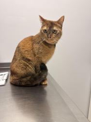 Lost Female Cat last seen NC 84 behind food lion- north ridge plantation , Cameron, NC 28326